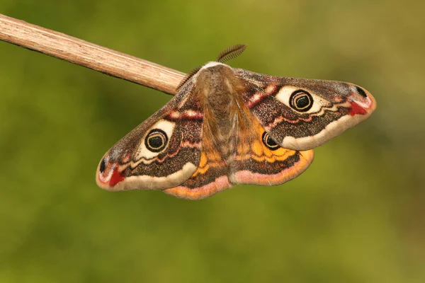 Oszałamiający Mężczyzna Cesarz Moth Saturnia Pavonia Siedzący Gałązce Wiosną — Zdjęcie stockowe