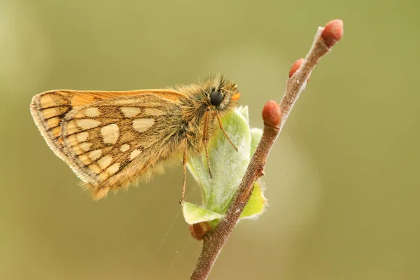 スコットランド北西部に生息する希少なチッパー蝶 カルテロカルス パラモン — ストック写真