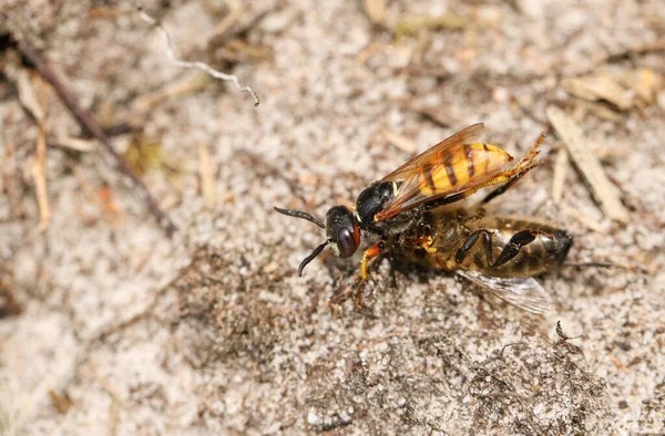 Bee Wolf Wasp Philanthus Triangulum Med Sitt Byte Att Det — Stockfoto