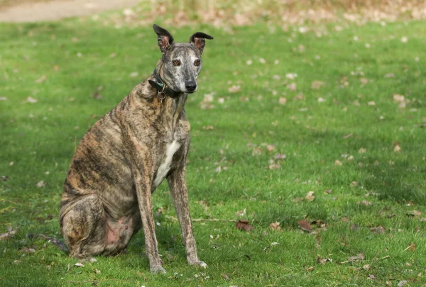 Muhteşem bir brindle renkli Greyhound, köpek lupus familiaris, bir tarlada oturuyor..