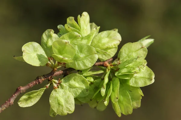 Ramo Dos Frutos Uma Árvore Inglesa Elm Tree Ulmus Procera — Fotografia de Stock