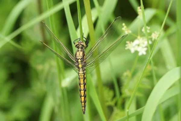 Beautiful Black Tailed Skimmer Dragonfly Orthetrum Cancellatum Perching Blade Grass — Stock Photo, Image