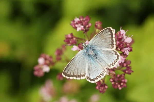 Chalk Hill Blue Butterfly Polyommatus Coridon Csatlakozik Virág — Stock Fotó