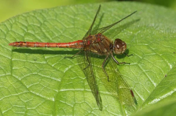 Ένα Κοινό Darter Dragonfly Sympetrum Striolatum Σκαρφαλωμένο Ένα Φύλλο — Φωτογραφία Αρχείου