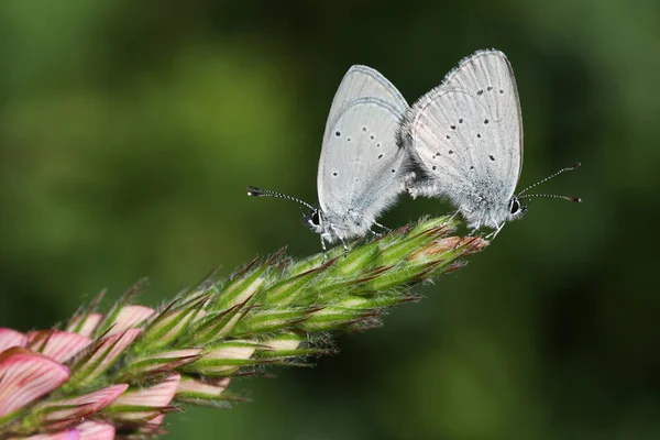 Páření Pár Vzácných Malých Modrých Motýlů Cupido Minimus Sedí Špičce — Stock fotografie