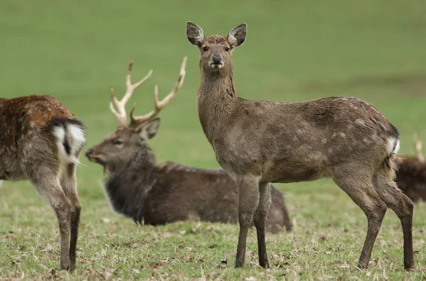 Uma Bela Fêmea Manchurian Sika Veado Cervus Nippon Mantchuricus Campo — Fotografia de Stock