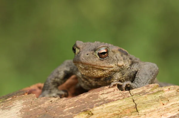 통나무 오르는 두꺼비 — 스톡 사진