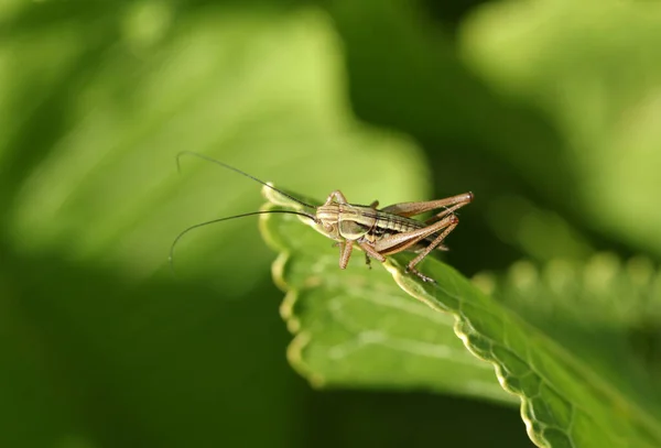 Young Roesel Bush Cricket Metrioptera Roeselii Perching Leaf Spring — Stock Photo, Image