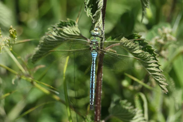Stunning Male Emperor Dragonfly Anax Imperator Resting Stinging Nettle Plant — Stock Photo, Image