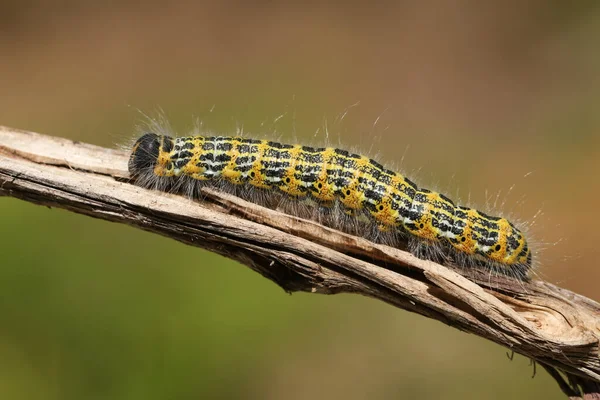 Pretty Buff Tip Moth Caterpillar Phalera Bucephala Walking Twig Woodland — Stock Photo, Image