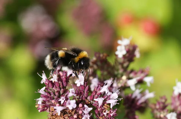 Güzel bir Bumblebee, Bombus, Marjoram çiçeğini döllüyor, Origanum majorana, İngiltere 'de bir kır evinde..