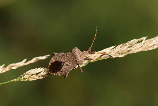 Ein Dock Bug Coreus Marginatus Hockt Auf Einem Grassamen Kopf — Stockfoto