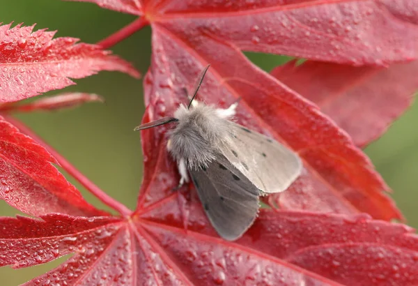 Ένα Εκπληκτικό Αρσενικό Muslin Moth Diaphora Mendica Σκαρφαλωμένο Ένα Κόκκινο — Φωτογραφία Αρχείου