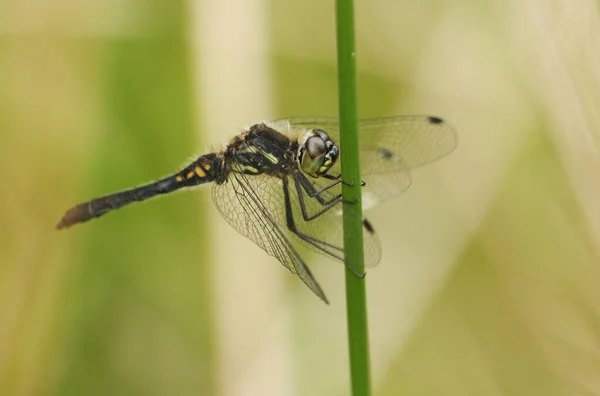 Impresionante Macho Dragonfly Darter Negro Sympetrum Danae Encaramado Una Caña —  Fotos de Stock