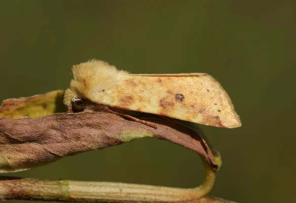 Piękny Sallow Moth Cirrhia Icteritia Spoczywa Liściu Łące — Zdjęcie stockowe