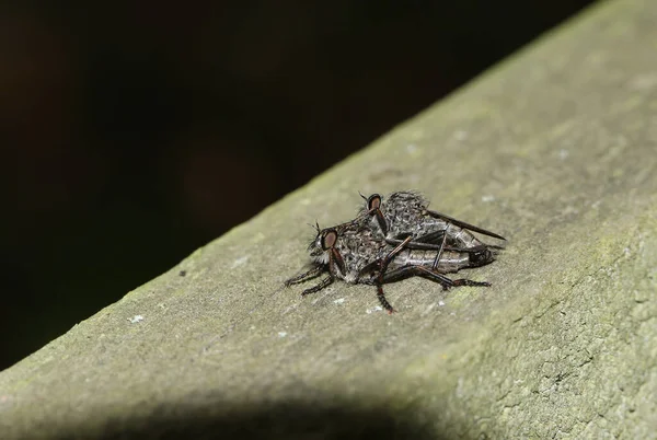 Par Acasalamento Robberfly Pousando Uma Cerca Madeira Borda Floresta Reino — Fotografia de Stock