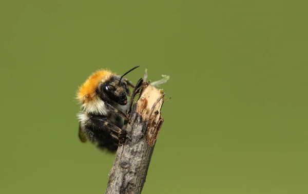 Eine Wunderschöne Hummel Bombus Hockt Frühling Auf Einem Zweig — Stockfoto