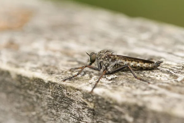 Voleur Queue Cerf Volant Chasse Machimus Atricapillus Perché Sur Une — Photo