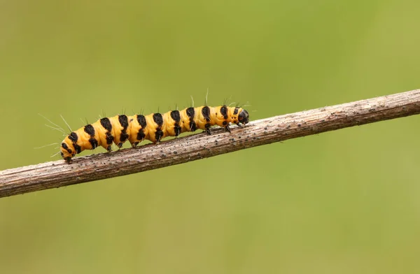 Pretty Cinnabar Moth Caterpillar Tyria Jacobaeae Walking Stem Plant — Stock Photo, Image