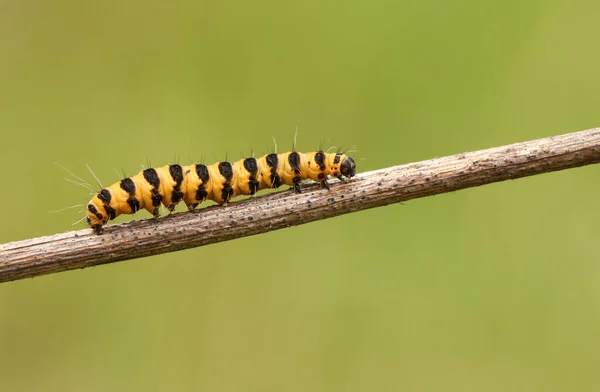 Güzel bir Cinnabar güve tırtılı (Tyria jacobaeae) bir bitkinin gövdesi boyunca yürüyor.