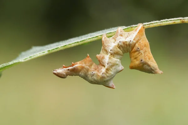 Une Belle Chenille Teigne Galet Notodonta Ziczac Nourrissant Une Feuille — Photo