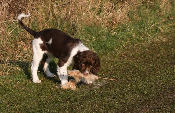 Tatlı Bir Ngiliz Springer Spaniel Köpeği Ağzında Bir Boğayla Oynuyor — Stok fotoğraf