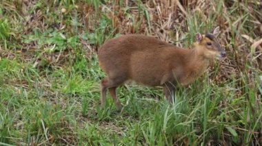 Güzel bir dişi Muntjac geyiği, Muntiacus reevesi, sonbaharda gölün ortasında bir adada besleniyor..