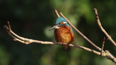 Güzel bir dişi Kingfisher, Alcedo, güneşli bir günde bir nehrin üzerinde büyüyen bir dal üzerinde tünemekte. Suya dalıyor ve yiyecek yakalıyor..