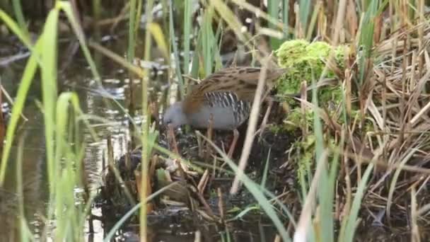 Μια Άκρως Μυστικοπαθής Water Rail Rallus Aquaticus Ένας Κάτοικος Γλυκού — Αρχείο Βίντεο