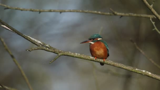 Een Prachtig Jacht Vrouwtje Kingfisher Alcedo Zittend Een Twijg Die — Stockvideo