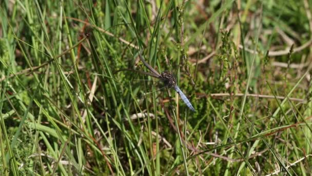 Een Mooie Keeled Skimmer Dragonfly Orthetrum Coerulescens Zittend Een Riet — Stockvideo
