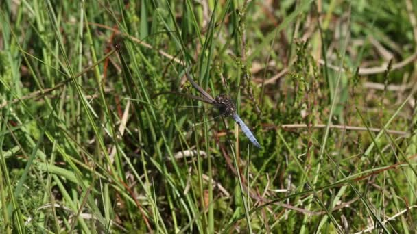 Una Bonita Libélula Skimmer Keeled Orthetrum Coerulescens Encaramada Una Caña — Vídeo de stock