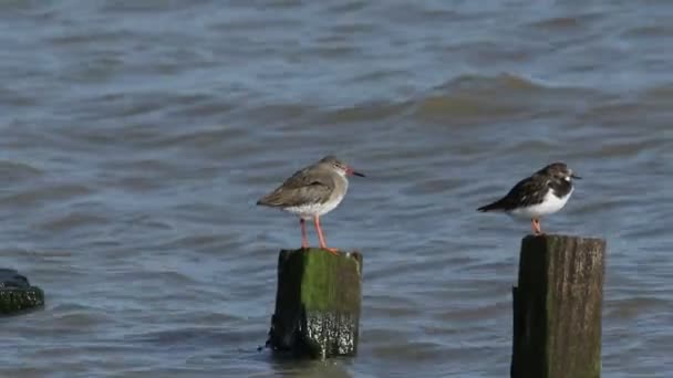 Redshank Tringa Totanus Turnstone Arenaria Interpres Encaramados Postes Marea Alta — Vídeo de stock