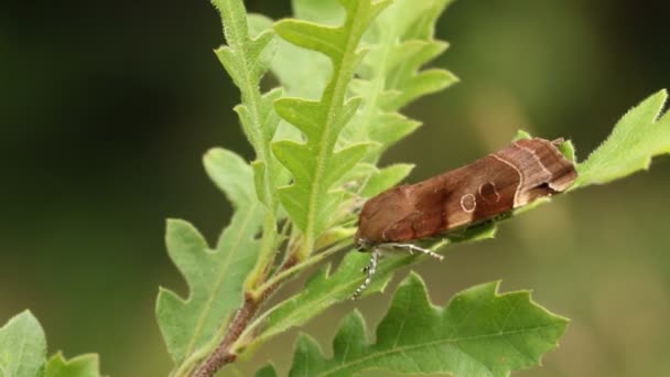 Una Bonita Polilla Amarilla Noctua Fimbriata Que Descansa Sobre Una — Vídeos de Stock