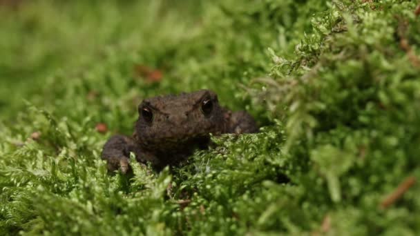 Sabahın Erken Saatlerinde Orman Zemininde Yosunlarda Avlanan Sevimli Bir Kurbağa — Stok video