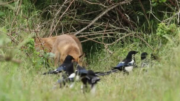 Pui Vulpe Roșie Vulpes Vulpes Hrănește Intrarea Vizuina Grup Mare — Videoclip de stoc