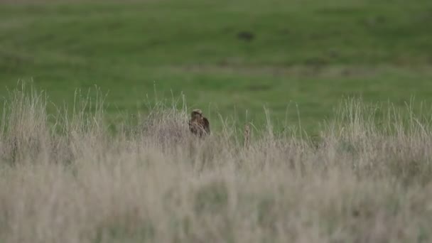 Marsh Harrier Circus Aeruginosus Resting Ground Long Grass Dark Windy — Stock Video