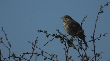 Şarkı söyleyen bir mısır gevreği, Emberiza calandra, bir Hawthorn ağacının dalına tünemiş. Etrafa bakar ve sonra uçar..