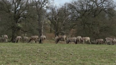 Milu Deer, Pere David 'in Geyiği olarak da bilinir) (Elaphurus davidianus) Ormanın kıyısındaki bir tarlada otlar..
