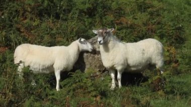 İngiltere, İskoçya 'da Mull Adası' nda iki kafa tokuşturucu koyun..