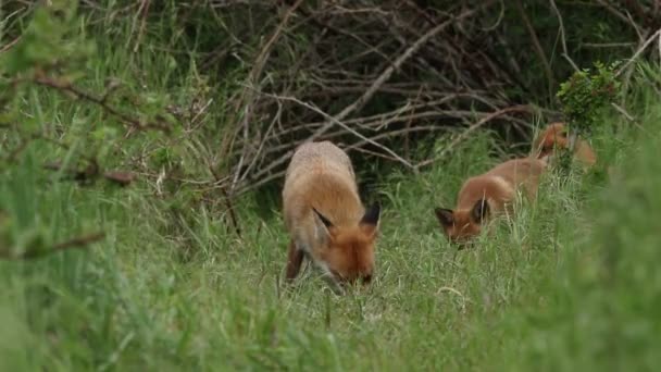 Female Red Fox Vulpes Vulpes Feeding Entrance Her Den Cubs — Stock Video