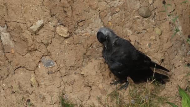 Μια Όμορφη Jackdaw Corvus Monedula Δεσπόζει Στα Βράχια Στο Ηνωμένο — Αρχείο Βίντεο