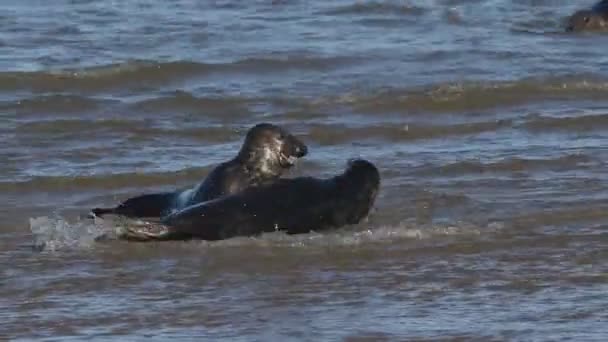 Dois Divertidos Selos Cinzentos Halichoerus Grypus Brincam Lutar Mar Durante — Vídeo de Stock