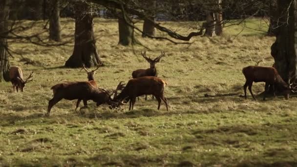 Två Slåss Red Deer Svensexa Cervus Elaphus Testar Varandras Styrka — Stockvideo