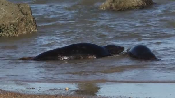 Två Gråsälar Halichoerus Grypus Slåss Havet Häckningssäsongen — Stockvideo