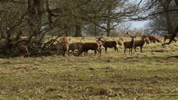 Red Deer Cervus Elaphus Grazing Feeding Bark Large Fallen Tree — Stock Video