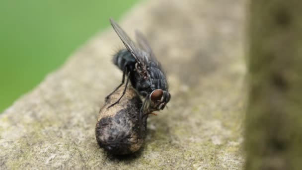 Vleesvlieg Sarcophagidae Die Mineralen Mest Het Verenigd Koninkrijk Zit Deze — Stockvideo