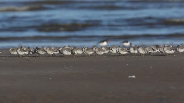 Piękne Stado Węzłów Calidris Canutus Odpoczywające Żerujące Brzegu Plaży Norfolk — Wideo stockowe