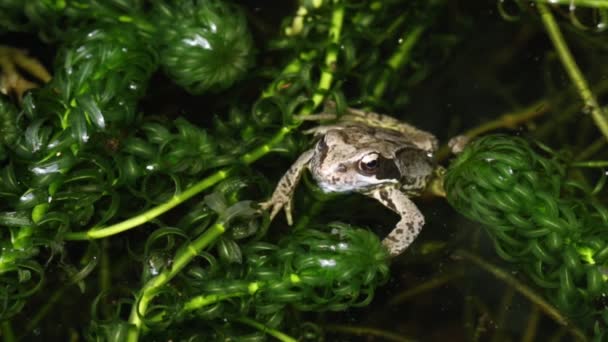 Une Superbe Jeune Grenouille Commune Chasse Rana Temporaria Assise Milieu — Video