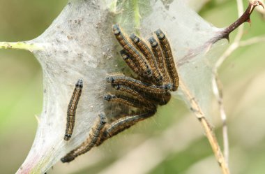Bir grup Lackey Moth Caterpillar, Malacosoma neustria, İngiltere 'de ilkbaharda Bramble çalılığında ağlarında dinleniyorlar..